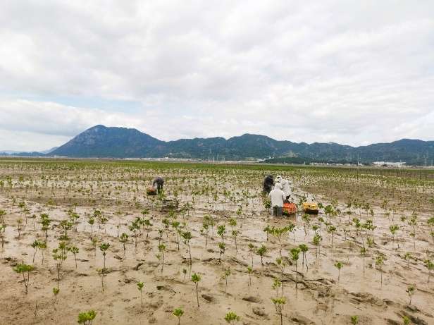 首个海洋领域全国温室气体自愿减排项目落地福建霞浦