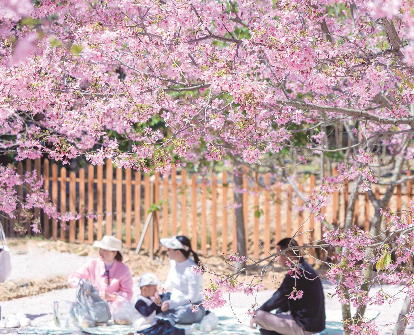 漳州高新区琵琶岩樱花谷迎来最佳观赏期