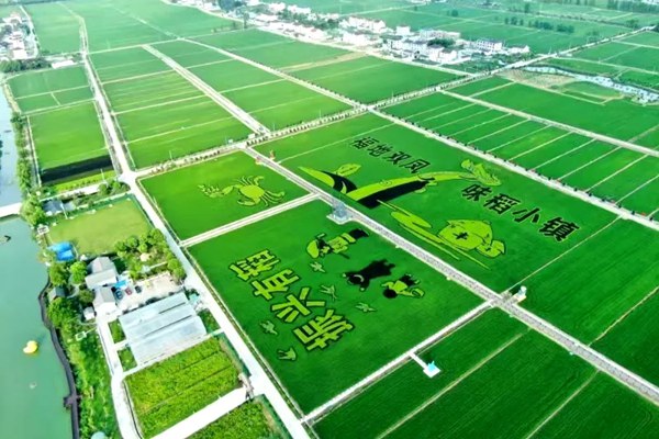 江苏太仓春日限定｜让我们循着农路，赴一场乡野踏青之约！