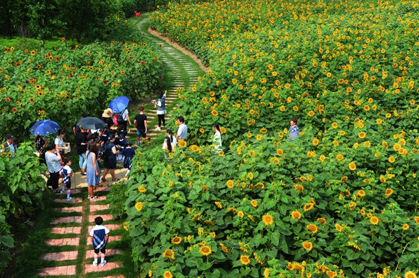 江苏太仓春日限定｜让我们循着农路，赴一场乡野踏青之约！
