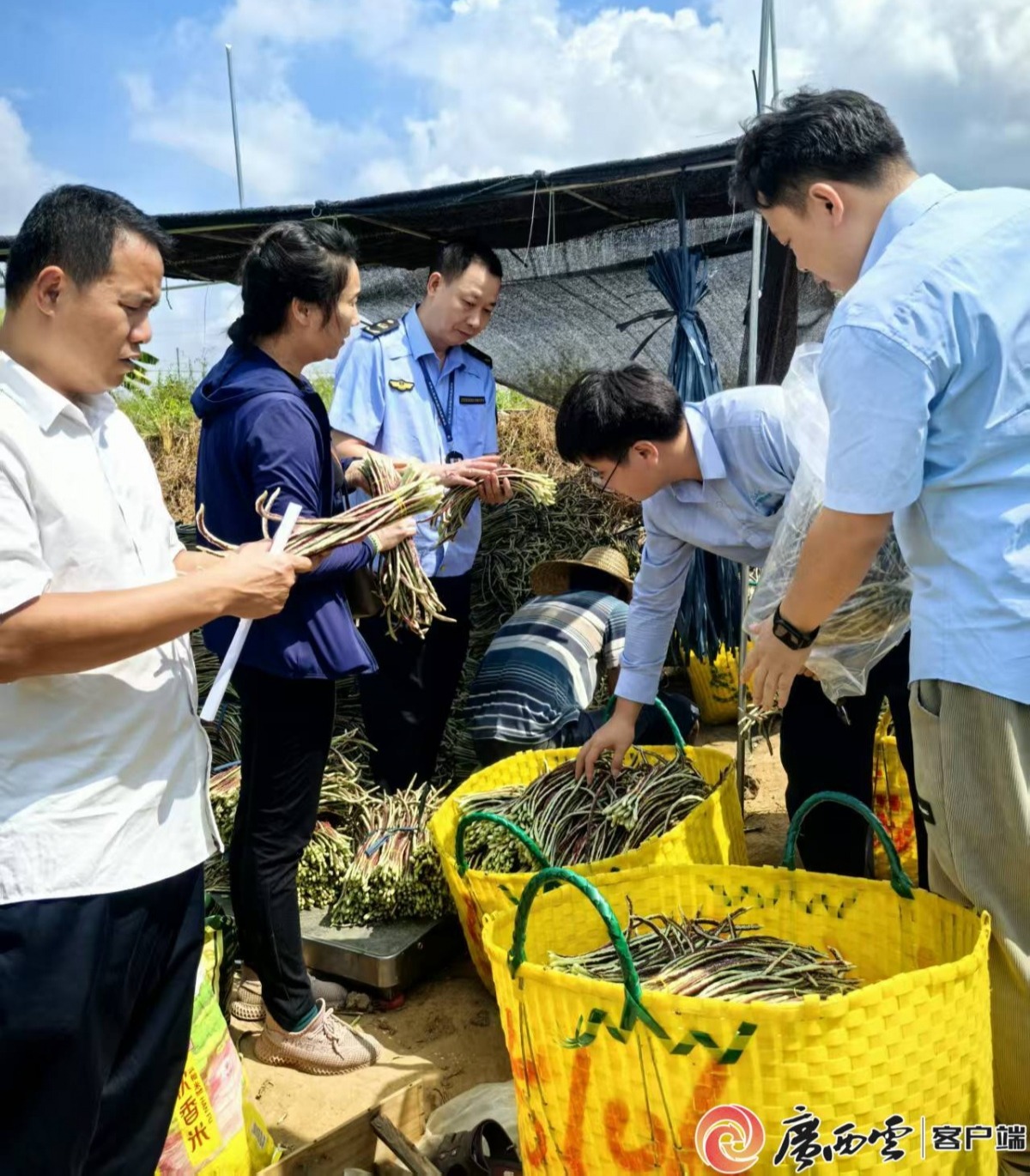 开具农产品电子合格证超68万张！广西一执法案件入选全国典型案例