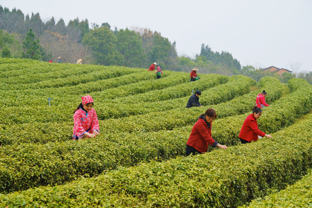 春日经济新图景｜踏春赏花，从“看风景”到“深体验”