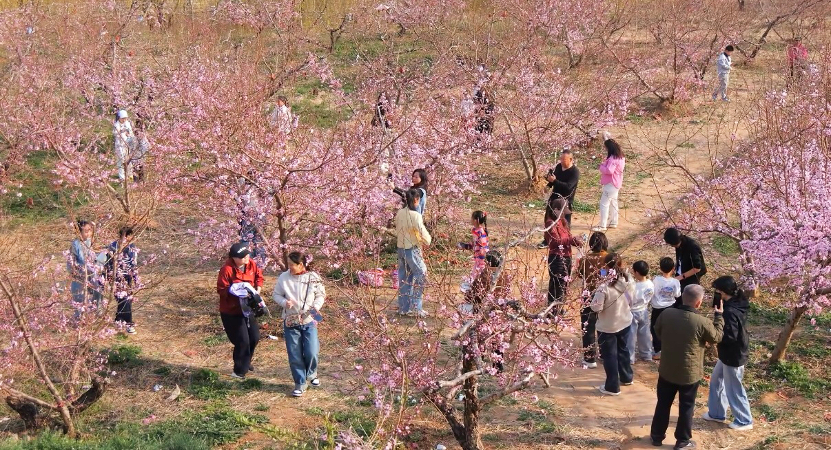 游客在桃林间赏花游玩。赵婧然摄