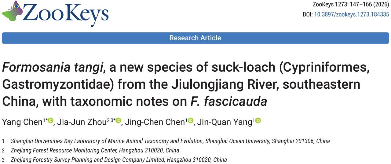 福建九龙江发现淡水鱼新物种“文乔缨口鳅”