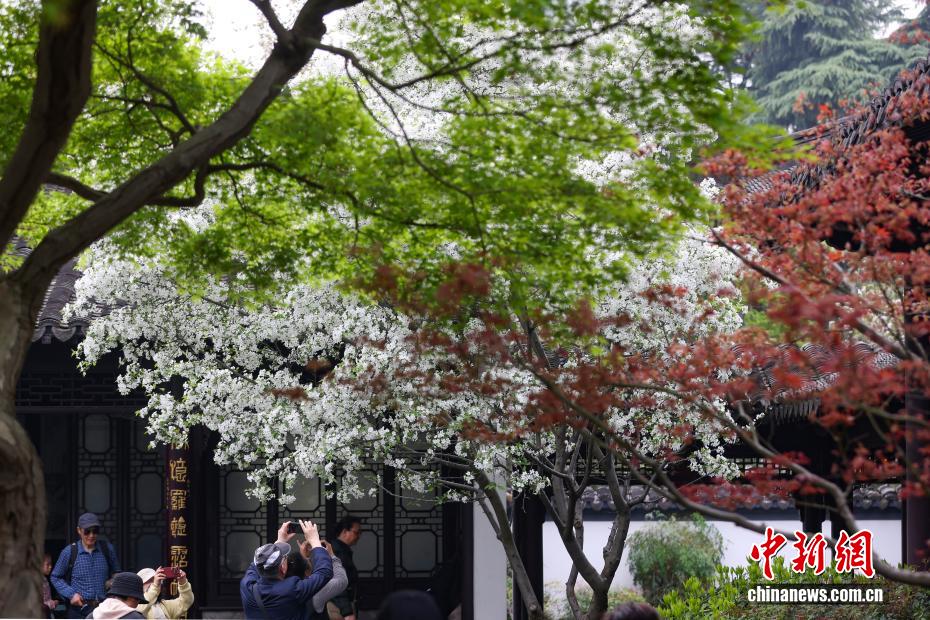 南京：江南古典名园花红柳绿春光正好