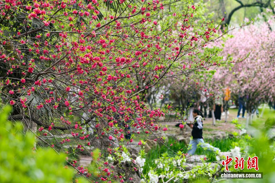 南京：江南古典名园花红柳绿春光正好