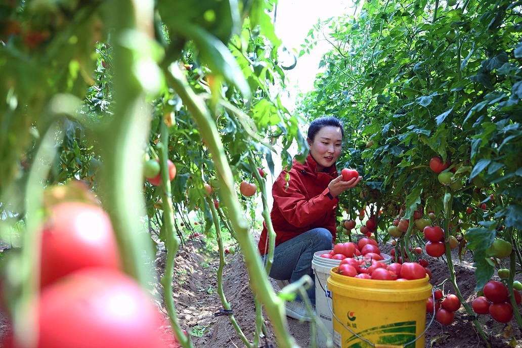 水果番茄映红增收路