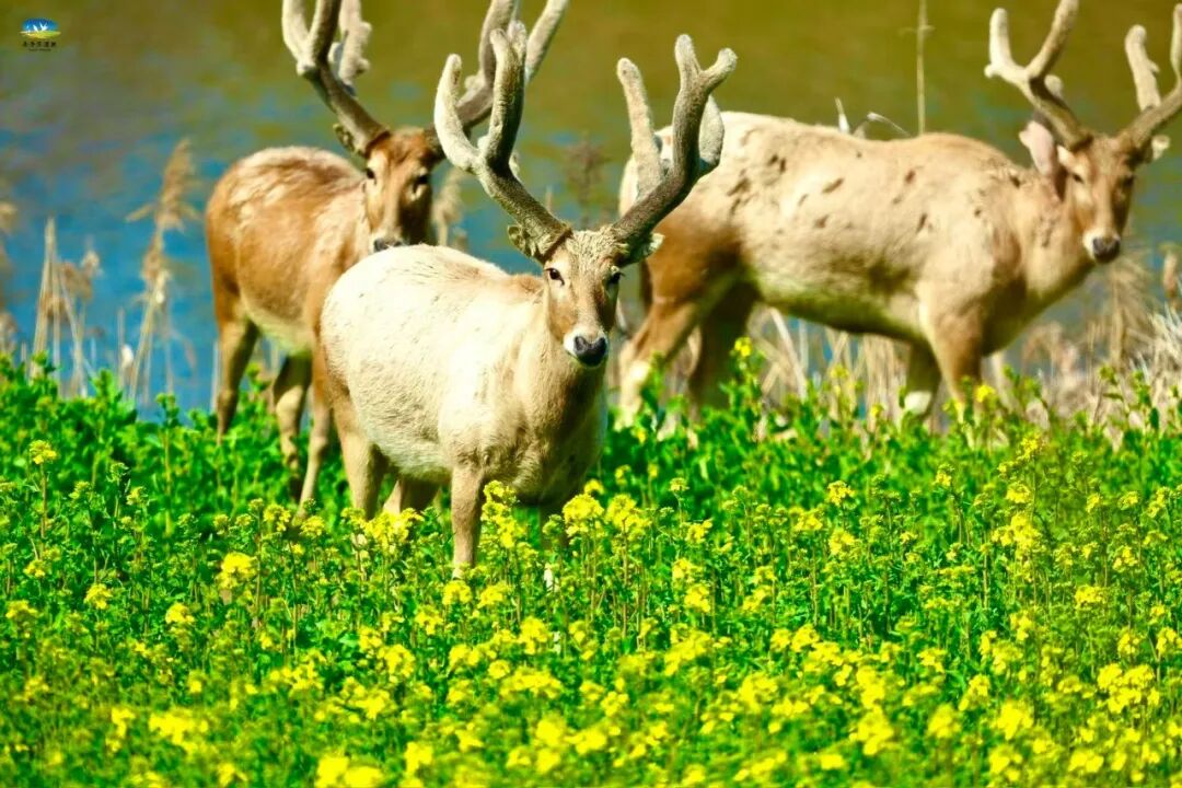 【多彩湿地】春染条子泥，花间麋鹿行