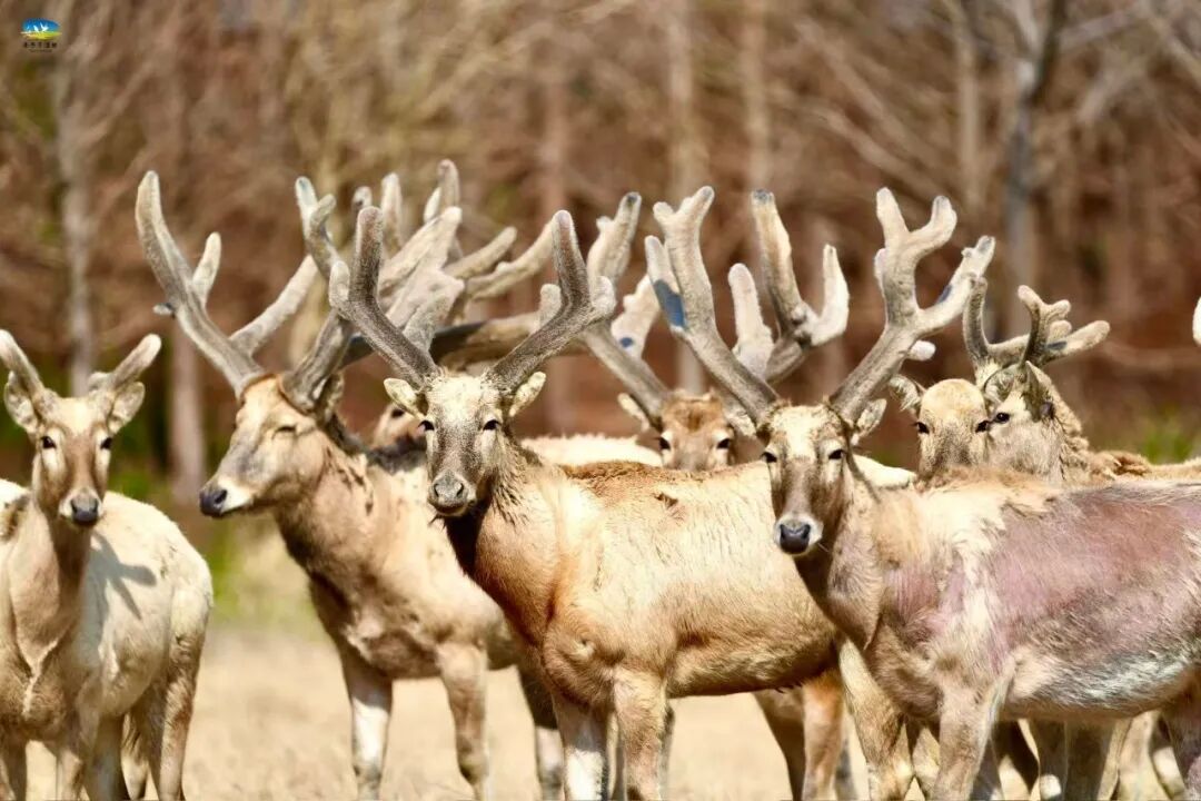 【多彩湿地】春染条子泥，花间麋鹿行