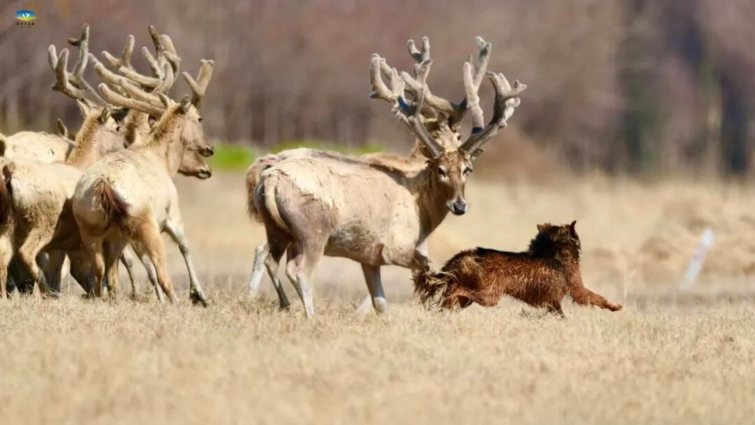 【多彩湿地】春染条子泥，花间麋鹿行