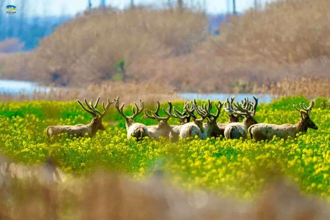 【多彩湿地】春染条子泥，花间麋鹿行