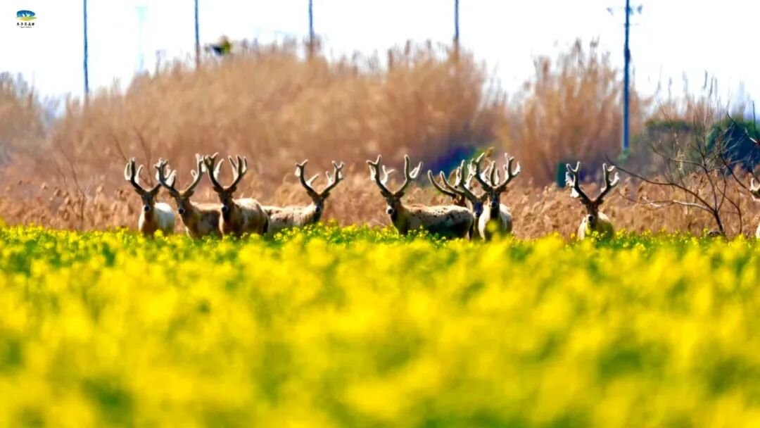 【多彩湿地】春染条子泥，花间麋鹿行