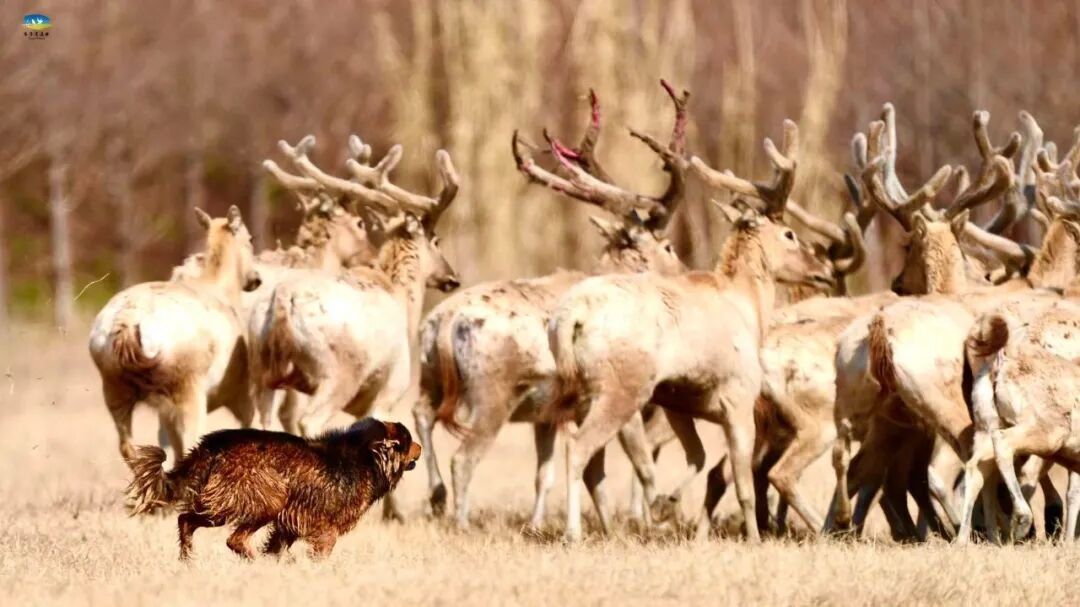 【多彩湿地】春染条子泥，花间麋鹿行