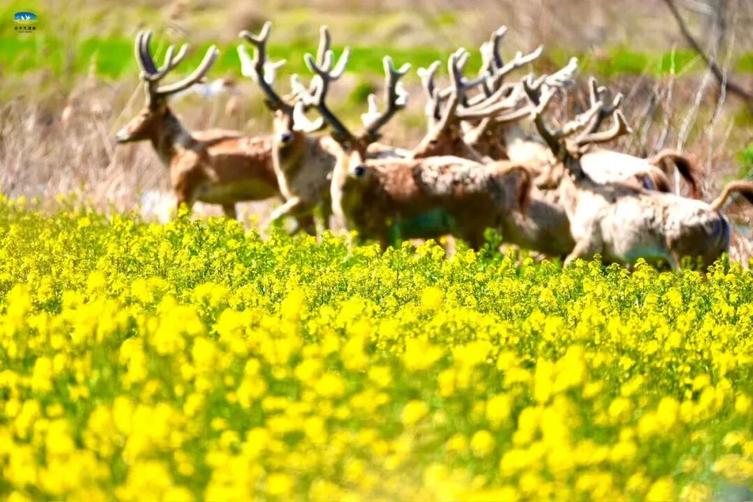 【多彩湿地】春染条子泥，花间麋鹿行