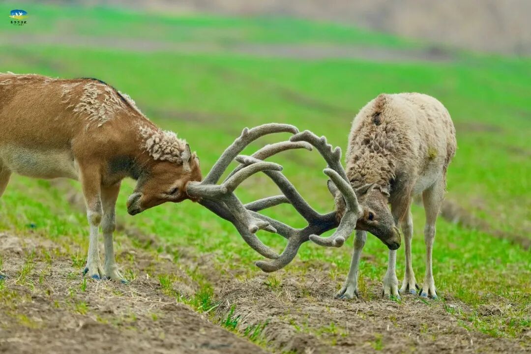 【多彩湿地】春染条子泥，花间麋鹿行
