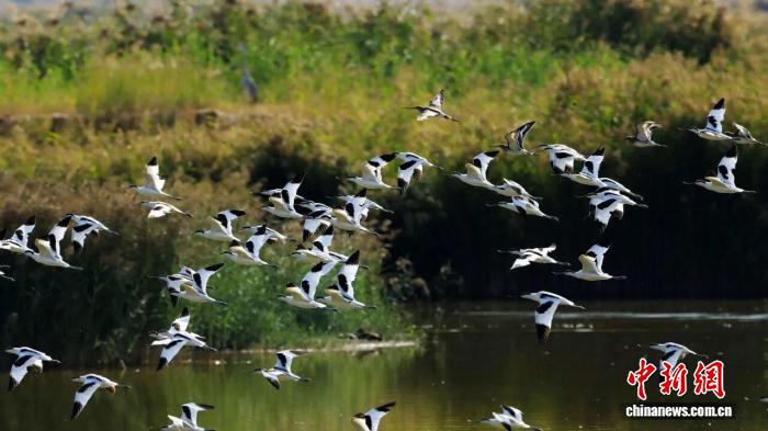 数万只候鸟“用脚投票”沙湖:从178种到216种的生态之变