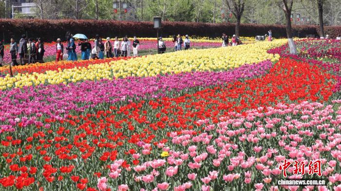 西安青年“主题式”漫游寻新趣 解锁春日新风尚