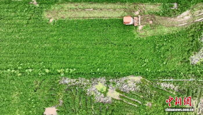 (乡村行·看振兴)浙江永康创新绿肥种植机制:“按效果付费”盘活冬闲田