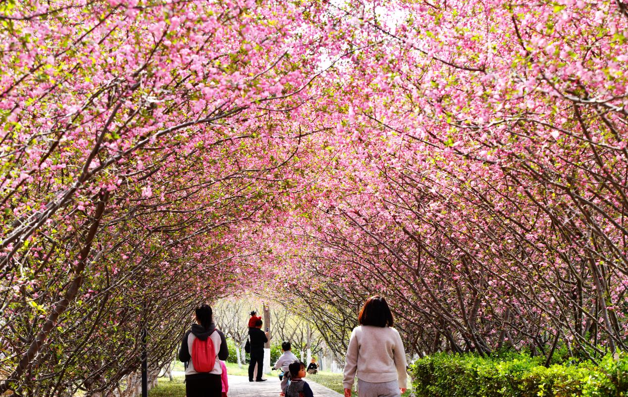 镜头里的河北石家庄：春和景明花正好
