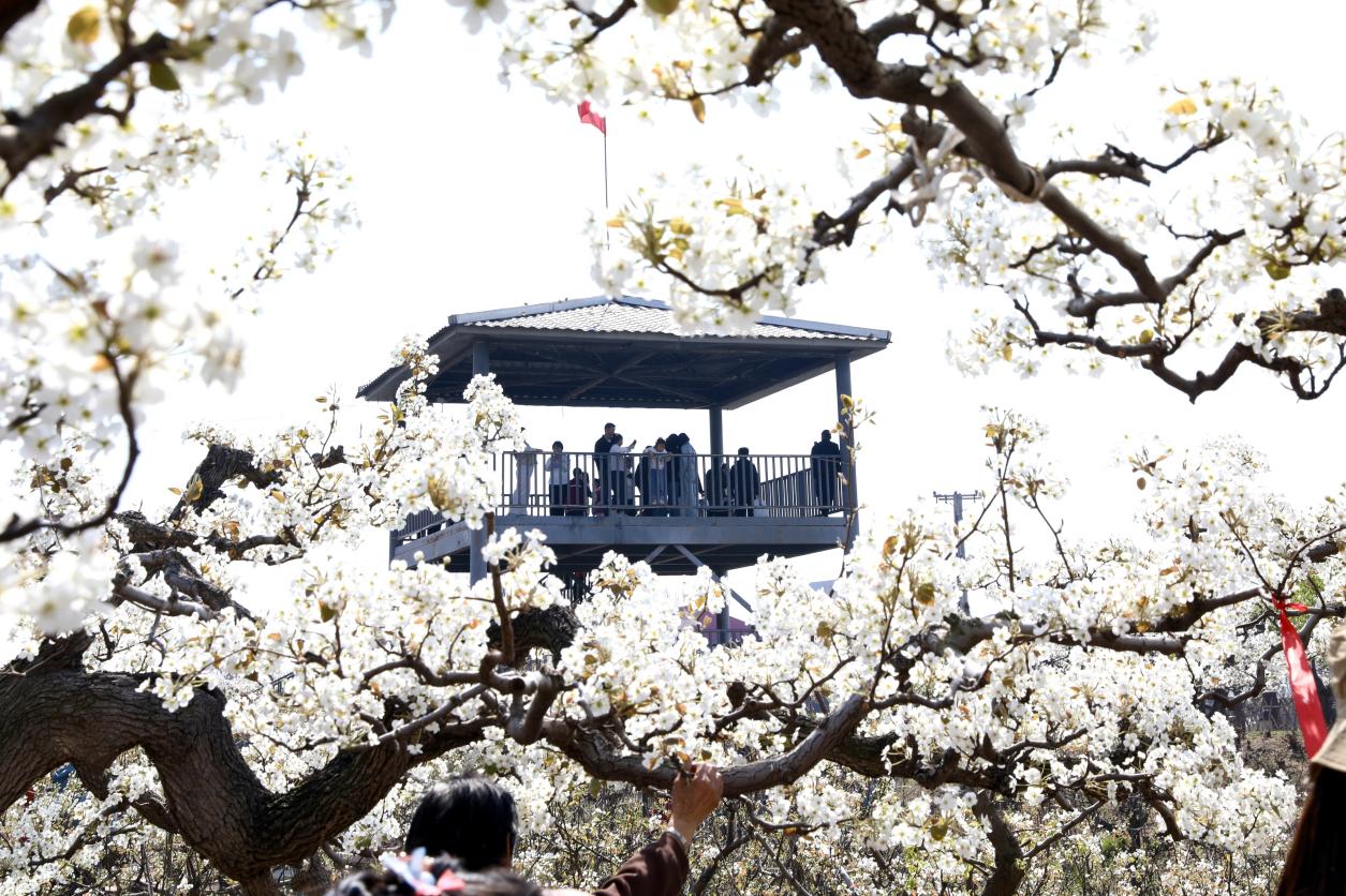 梨花绽春野 河北肃宁梨花文化大集绘就乡村文旅新图景