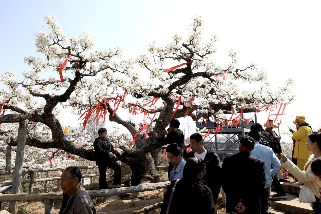 梨花绽春野 河北肃宁梨花文化大集绘就乡村文旅新图景