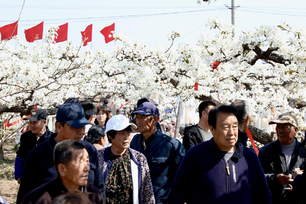 梨花绽春野 河北肃宁梨花文化大集绘就乡村文旅新图景