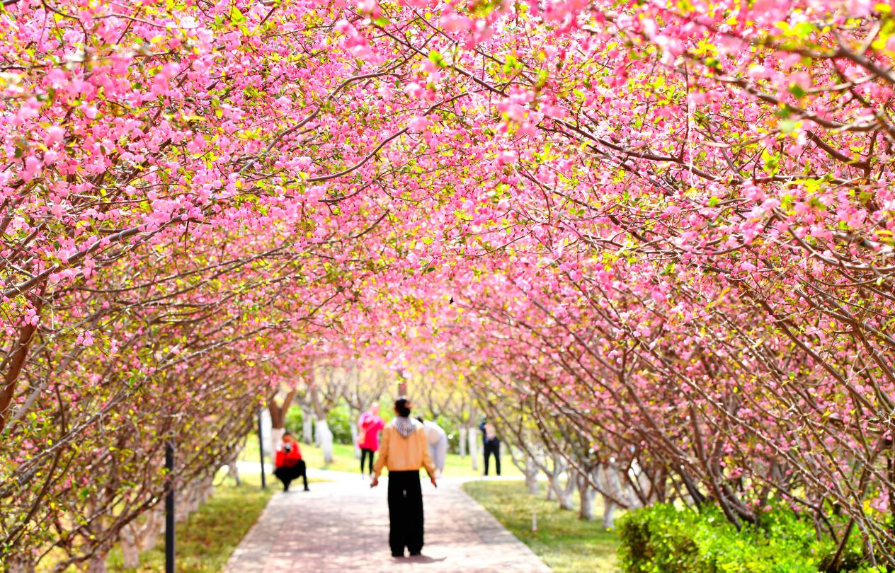 镜头里的河北石家庄：春和景明花正好