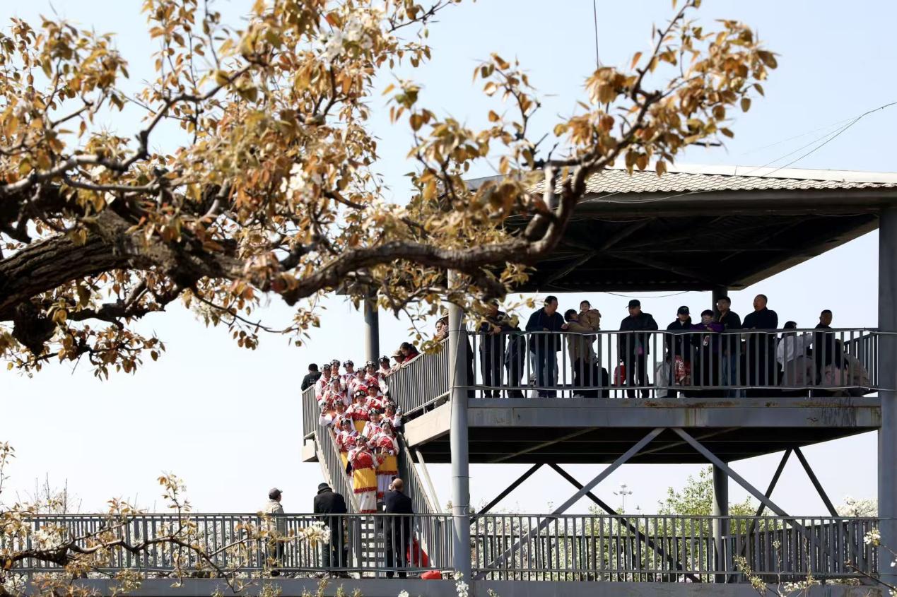 梨花绽春野 河北肃宁梨花文化大集绘就乡村文旅新图景