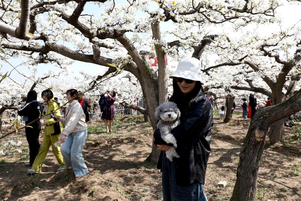 梨花绽春野 河北肃宁梨花文化大集绘就乡村文旅新图景