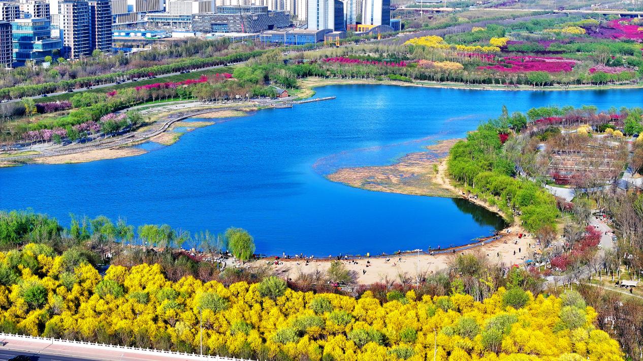 镜头里的河北石家庄：春和景明花正好