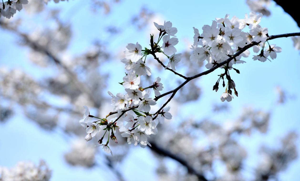 镜头里的河北石家庄：春和景明花正好