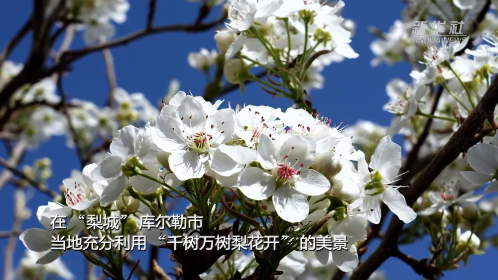 新疆以花为媒 绘旅游新图景