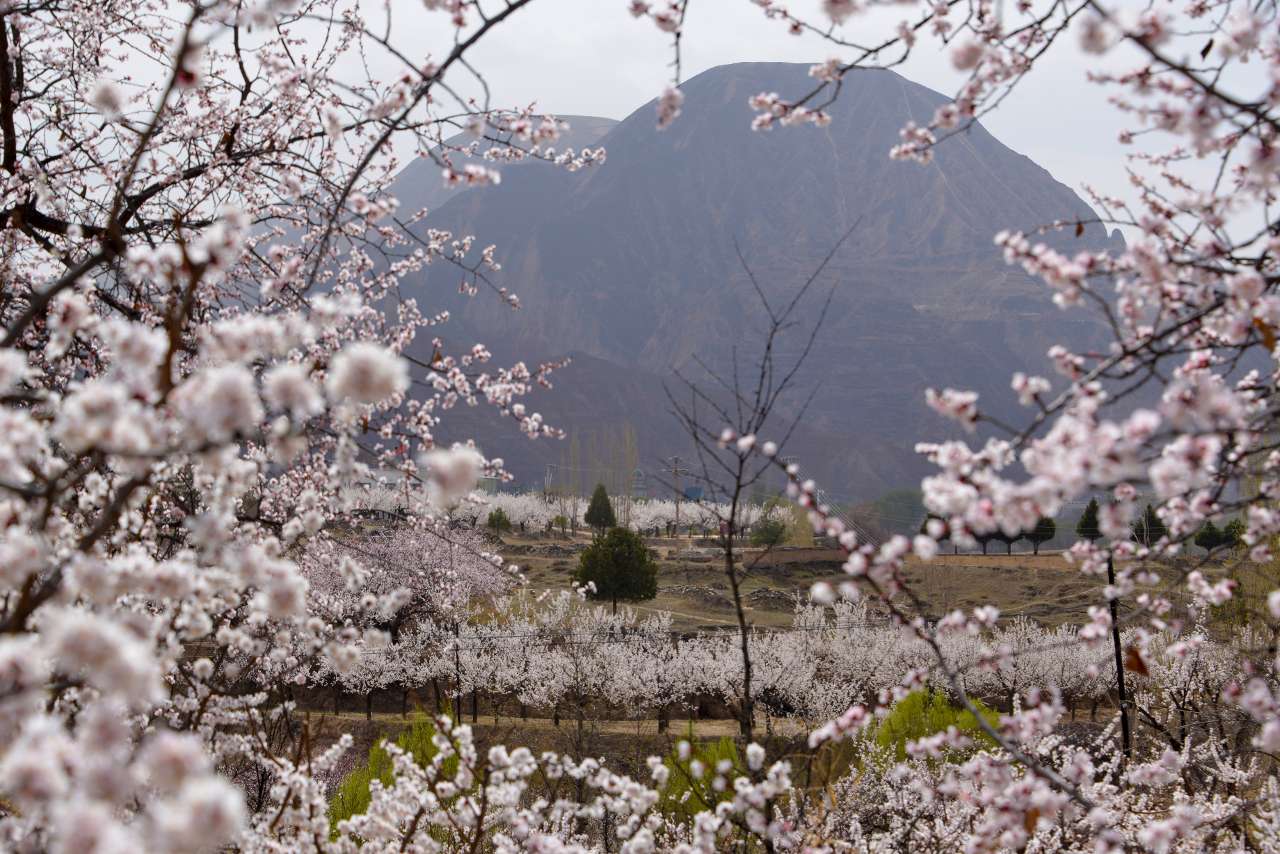 甘肃东乡：万亩杏花迎客来