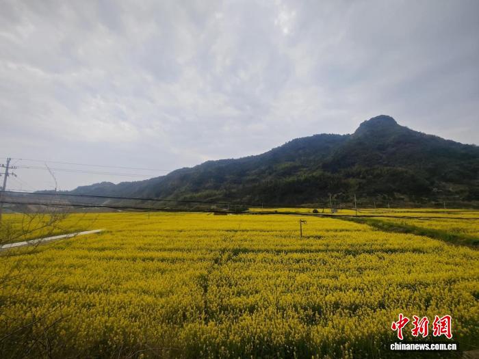 (乡村行·看振兴)浙江衢州童前村:算好“花经济”这本账
