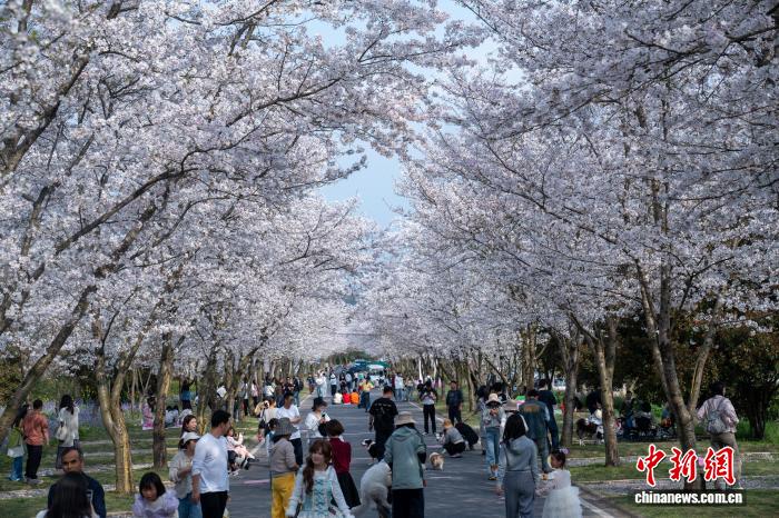 文旅观察:年轻人“反向赏花” 浙江县域乡村如何突围?