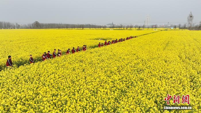 河北广平万亩油菜花盛放金色花海醉游人