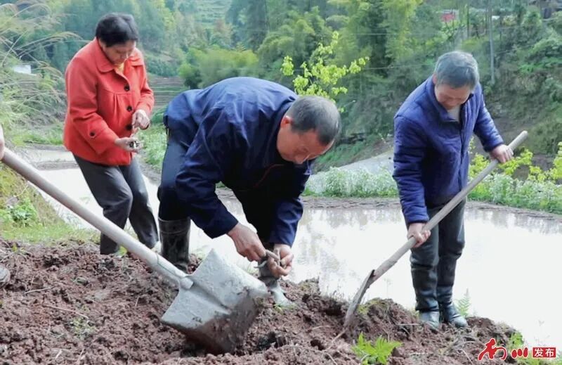 在希望的田野上︱南川黎香湖田间“新CP”火了!一地双收,农户赚双份