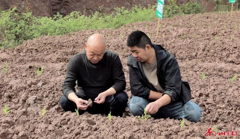 在希望的田野上︱南川黎香湖田间“新CP”火了!一地双收,农户赚双份 基地负责人卢治江(右)正在查看土壤湿度。记者 卢娅玲 摄修_副本.jpg