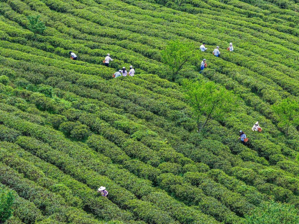 重庆丰都：千年茶乡抢春时