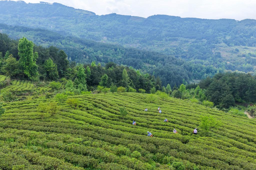 重庆丰都:千年茶乡抢春时 重庆丰都:千年茶乡抢春时
