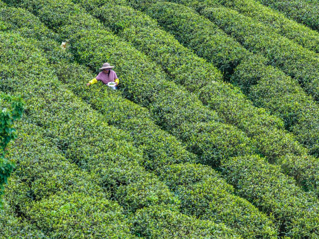 重庆丰都:千年茶乡抢春时 重庆丰都:千年茶乡抢春时