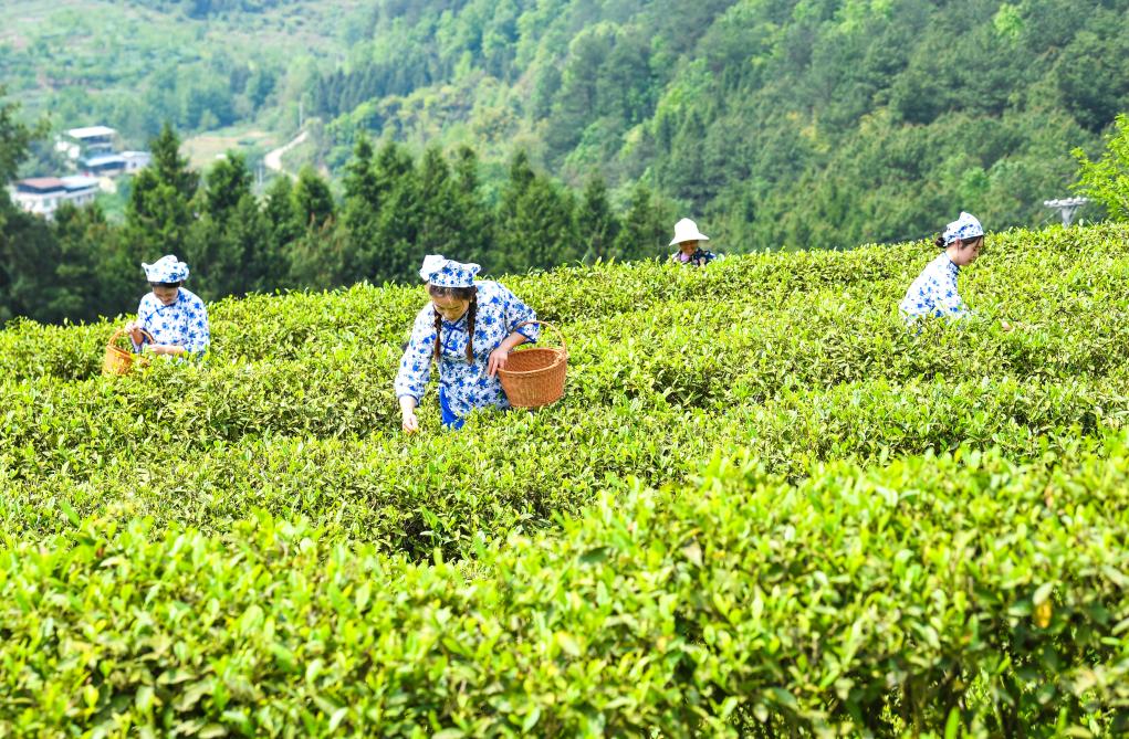 重庆丰都:千年茶乡抢春时 重庆丰都:千年茶乡抢春时