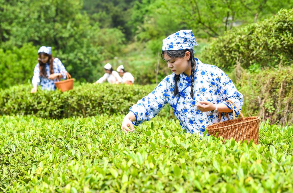 重庆丰都:千年茶乡抢春时 重庆丰都:千年茶乡抢春时
