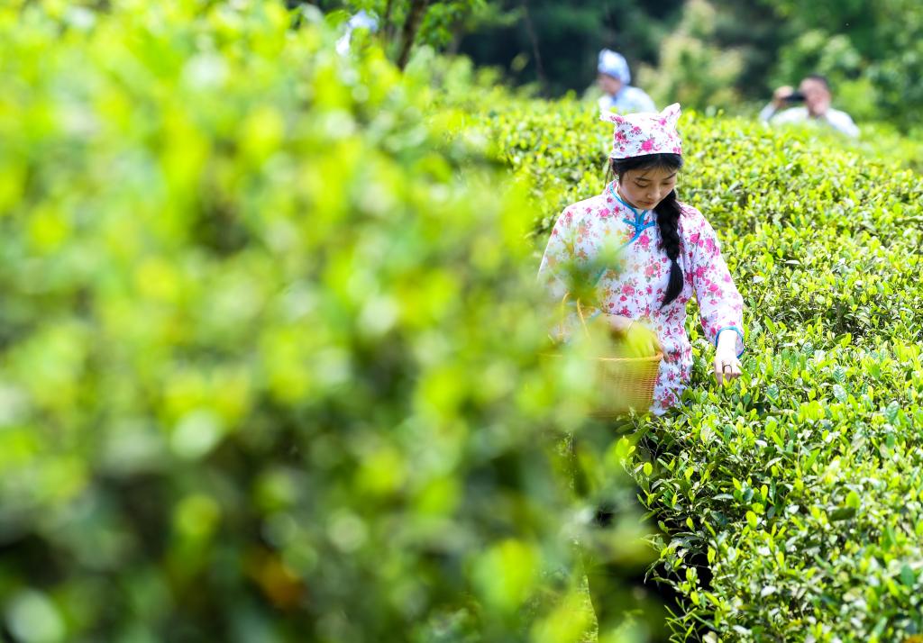 重庆丰都:千年茶乡抢春时 重庆丰都:千年茶乡抢春时