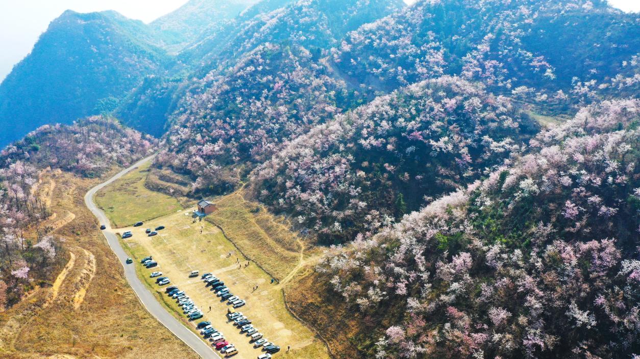 一朵花如何“生金”?——湖北咸宁细算“三本账” 一朵花如何“生金”?——湖北咸宁细算“三本账”