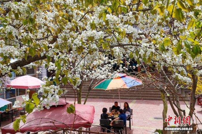 赏梨花观黄河 青海贵德黄河文化旅游季启幕