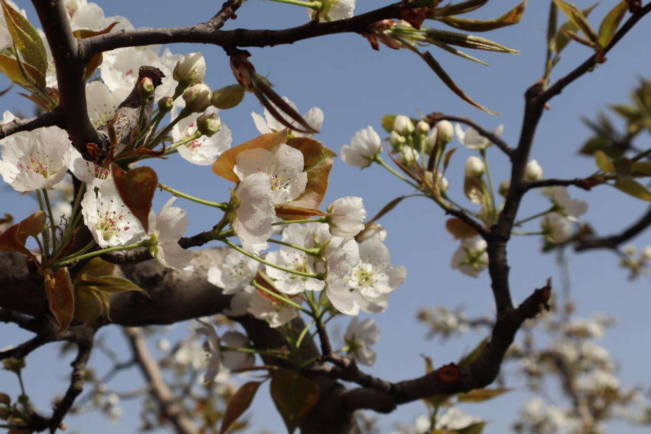 甘肃皋兰:梨花季特色文旅活动启幕 甘肃皋兰:梨花季特色文旅活动启幕