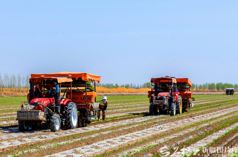 新疆影像7日(222)丨万象争春