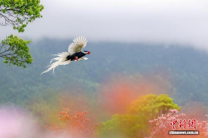 福建永安:白鹇翩然入花丛 生态观鸟促振兴