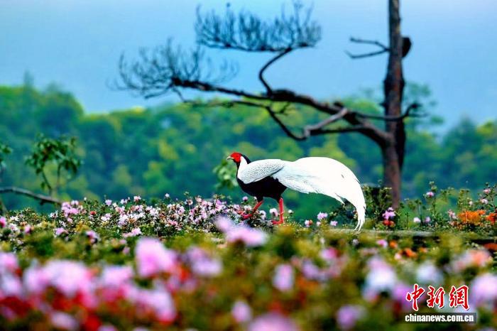 福建永安:白鹇翩然入花丛 生态观鸟促振兴